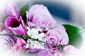 weddings_075